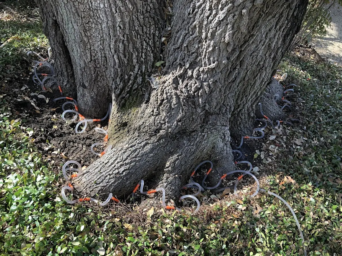 Detailed Tree Cabling and Bracing job site in Scarborough