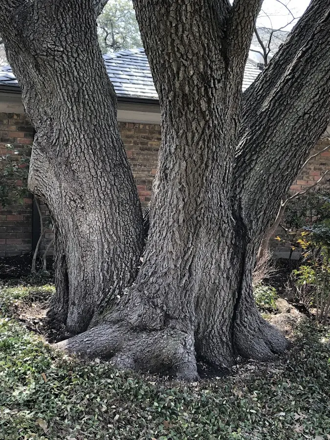 Mature heritage tree close to a Scarborough property cared for by certified arborists